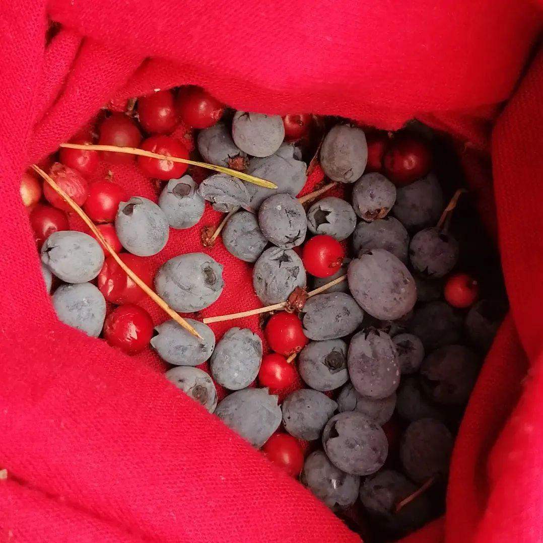 garść borówki bagiennej zebrana w czerwoną chustkę typu buff