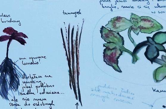 ładne rysunki roślin