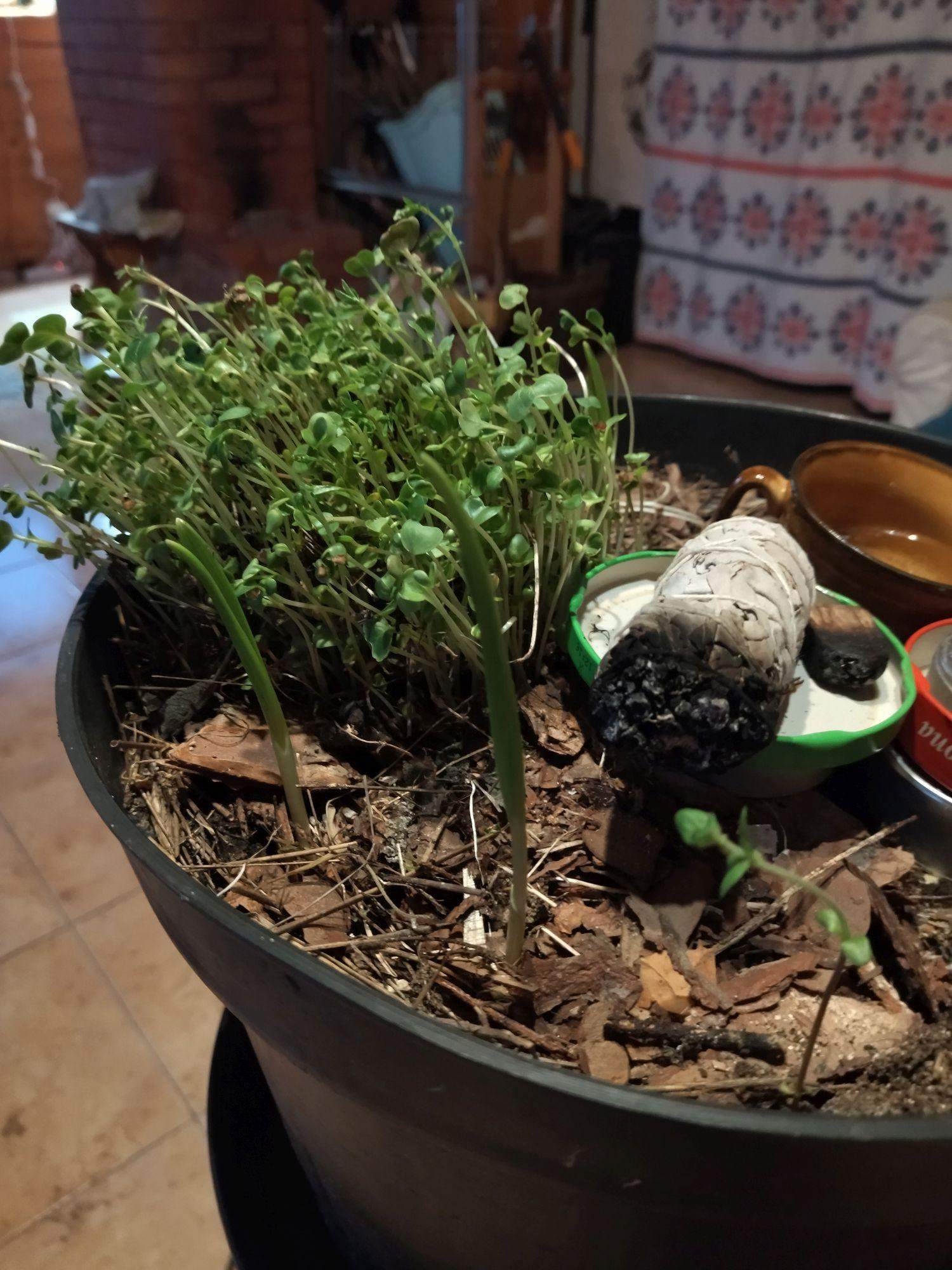 duża donica z kiełkami lub microgreen