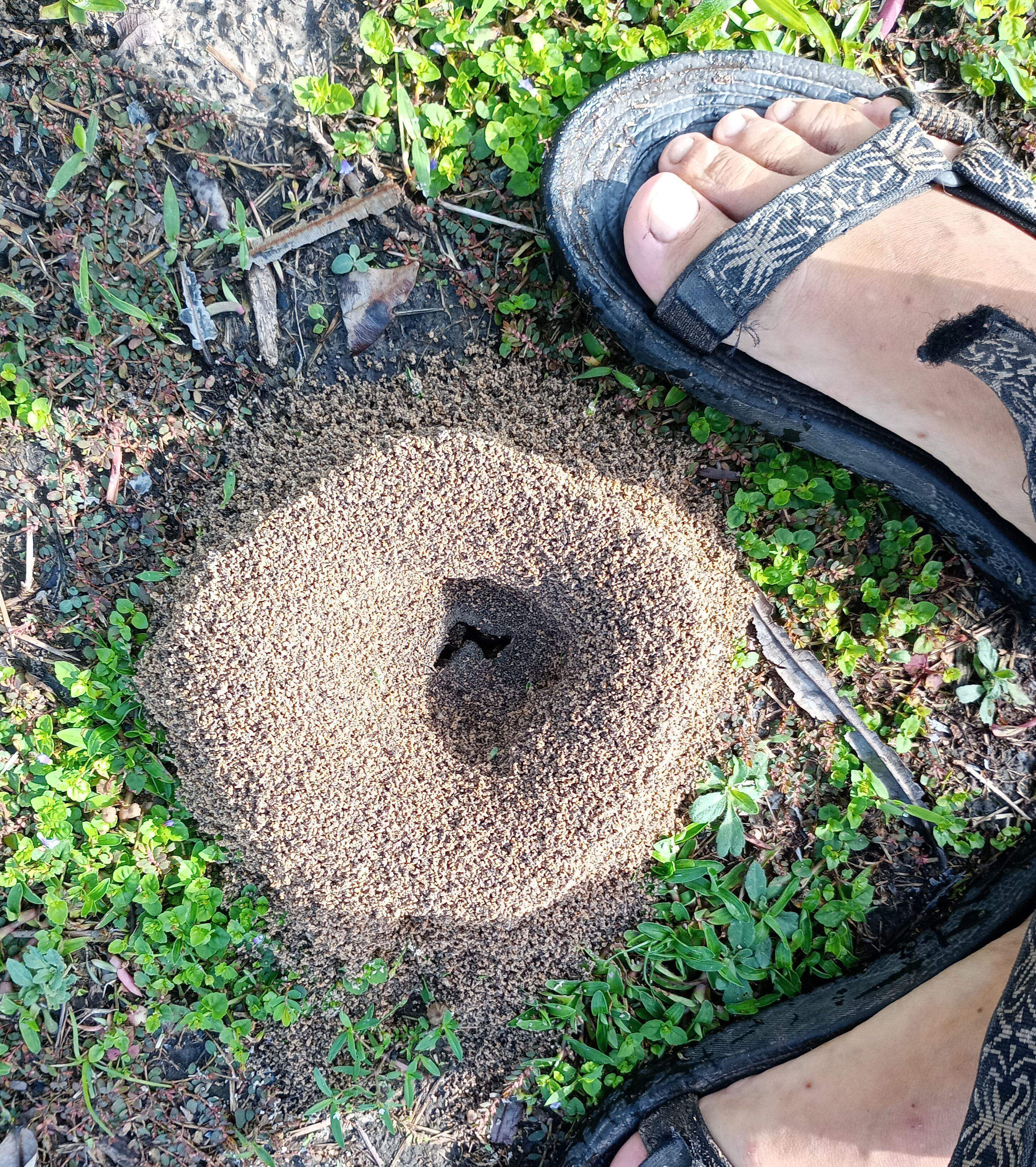 mrowisko o nieco żeńsko anatomicznym kształcie, pomiędzy nogami w sandałach