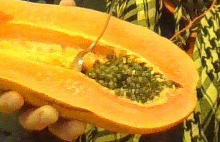 papaja