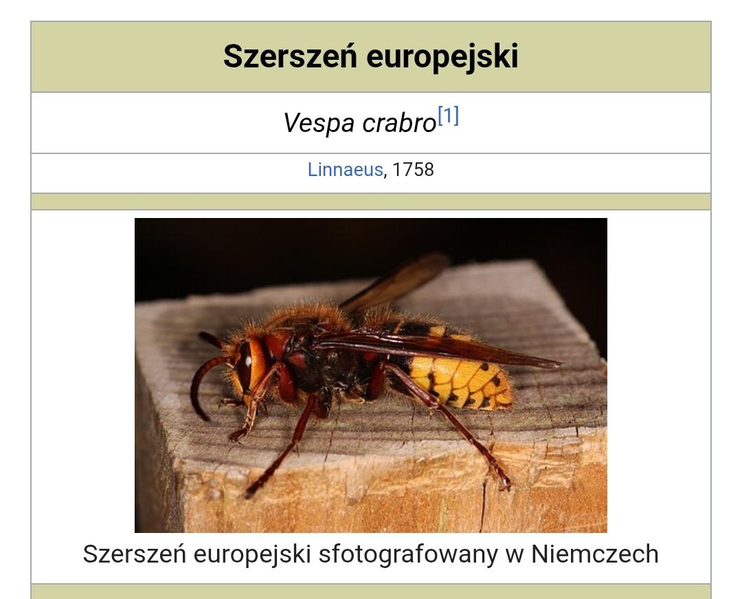 Szerszeń wikipedia