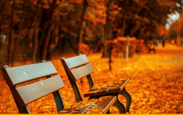 ławki w parku jesienią