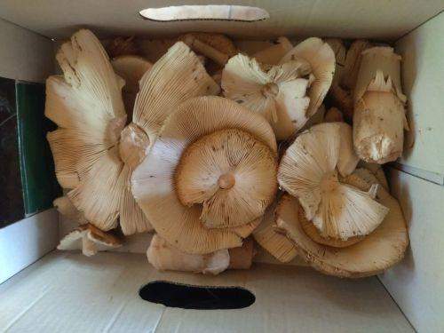 tekturowe pudełko wypełnione grzybami blaszkowymi